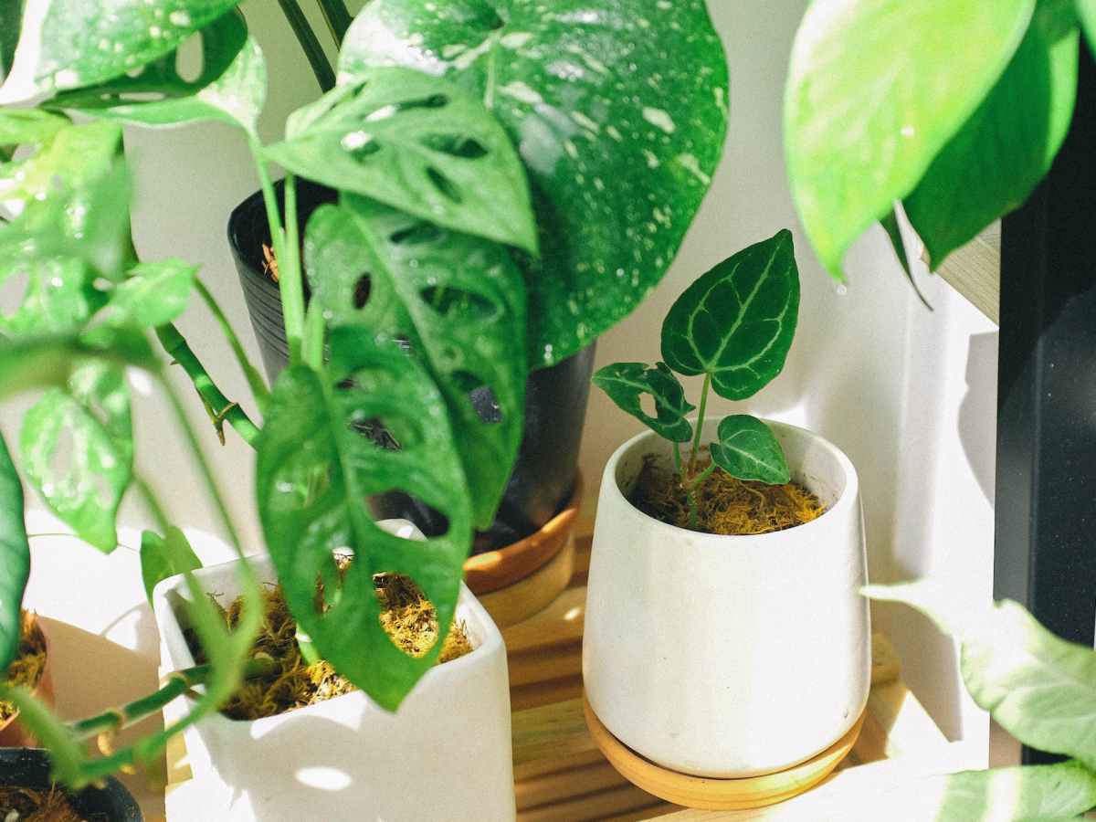 Grounding with Meditative Nature&nbsp;Drawing